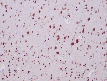 NeuN Antibody / Fox3 / Rbfox3