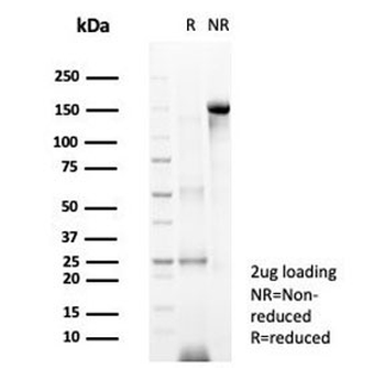 NeuN Antibody / Fox3 / Rbfox3