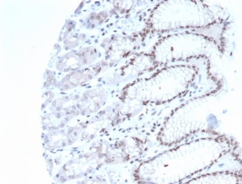 NeuN Antibody / Fox3 / Rbfox3