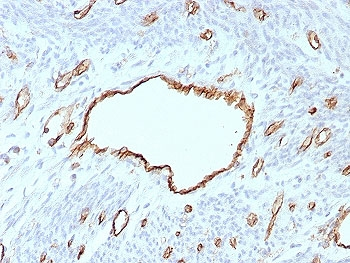PECAM-1 Antibody / CD31