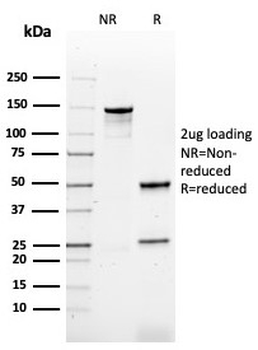 CD79b Antibody