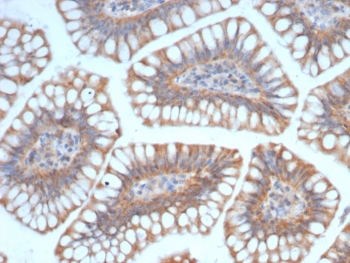 SIGLEC10 Antibody