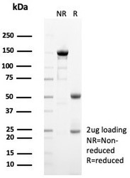 SIGLEC10 Antibody