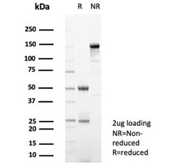 SIGLEC10 Antibody