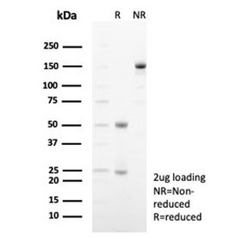 SIGLEC10 Antibody