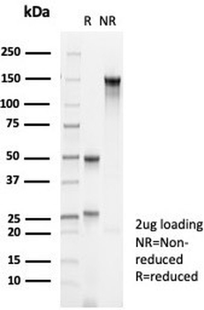 KRT10 Antibody / Cytokeratin 10