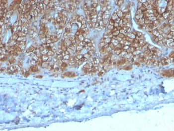 CCL23 Antibody / MPIF-1