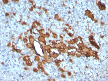 CCL23 Antibody / MPIF-1