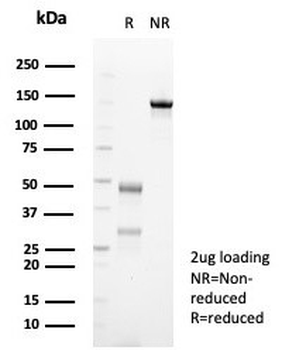 Beta Tubulin Antibody / TUBB3