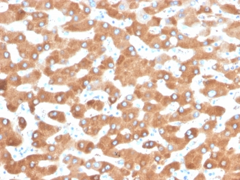 Haptoglobin Antibody