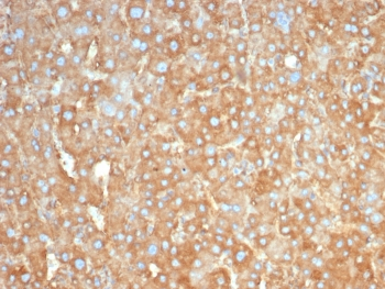 Haptoglobin Antibody