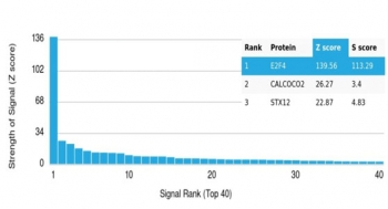 E2F4 Antibody