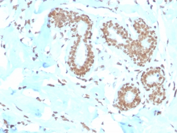 E2F4 Antibody