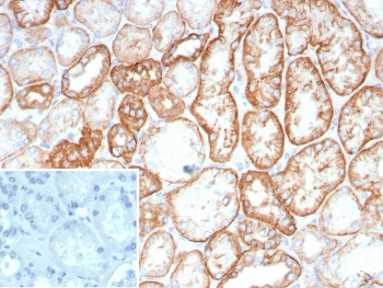 Cadherin 16 Antibody / CDH16