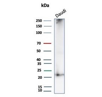 CD269 Antibody / BCMA / TNFRSF17