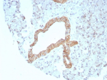 Recombinant CD269 Antibody / BCMA / TNFRSF17