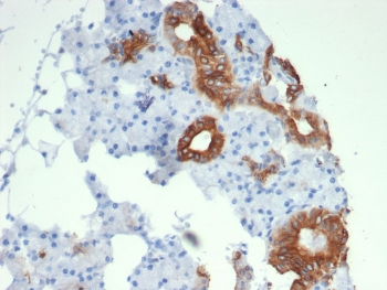 TrkC Antibody