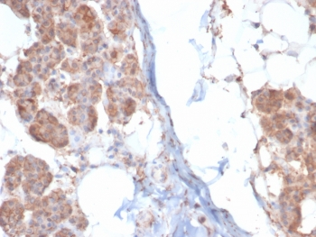 CKB Antibody / Creatine kinase B