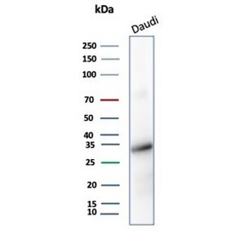 YY1 Antibody / Ying-Yang 1