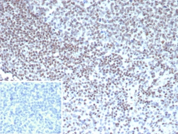 YY1 Antibody