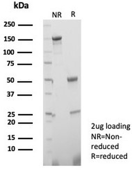 TGFB3 Antibody / TGF beta 3