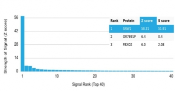 SNW1 Antibody / NCoA-62 / SKIP