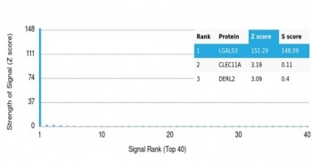 Galectin 3 Antibody