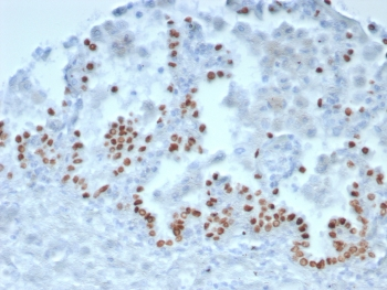 NKX2.1 Antibody / TTF-1
