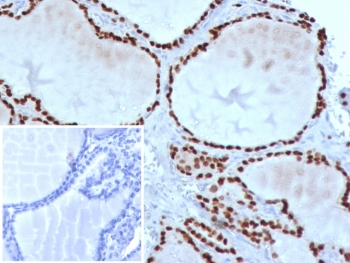 NKX2.1 Antibody / TTF-1