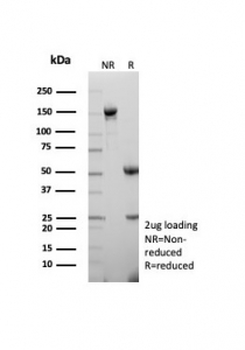 NKX2.1 Antibody / TTF-1