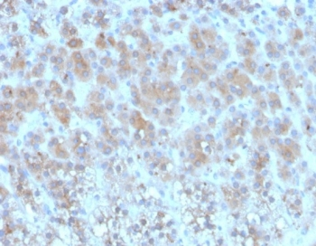 Periostin Antibody / POSTN