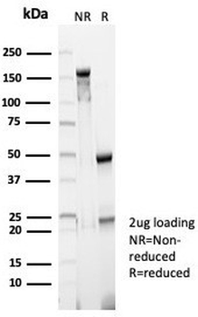 BRCA2 Antibody