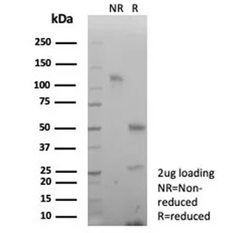 Decorin Antibody