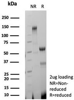 Decorin Antibody