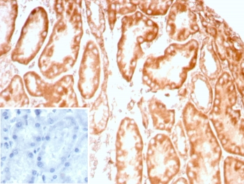 CD91 Antibody / LRP1 / A2MR