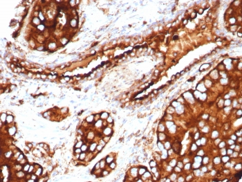 CD63 Antibody / LAMP-3