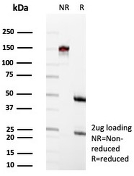 CD63 Antibody / LAMP-3