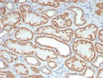 FGF-23 Antibody / Fibroblast Growth Factor 23