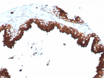 CD63 Antibody / LAMP-3