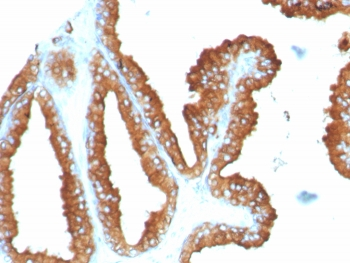 CD63 Antibody / LAMP-3