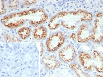 FGF-23 Antibody / Fibroblast Growth Factor 23