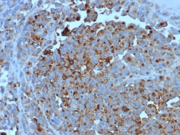 CD63 Antibody / LAMP-3