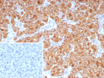 CD9 Antibody