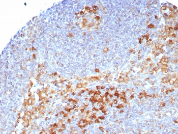 CD9 Antibody