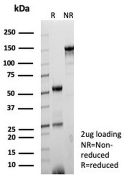 CD9 Antibody