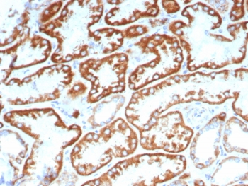 FGF-23 Antibody / Fibroblast Growth Factor 23