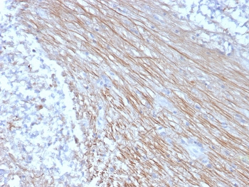 CLEC4C Antibody / CD303