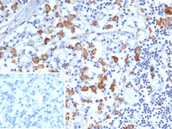 CD163L1 Antibody