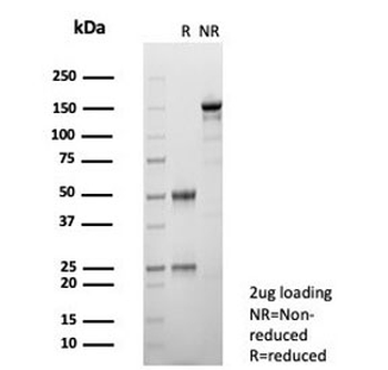 CD163L1 Antibody