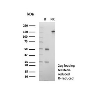 CD9 Antibody